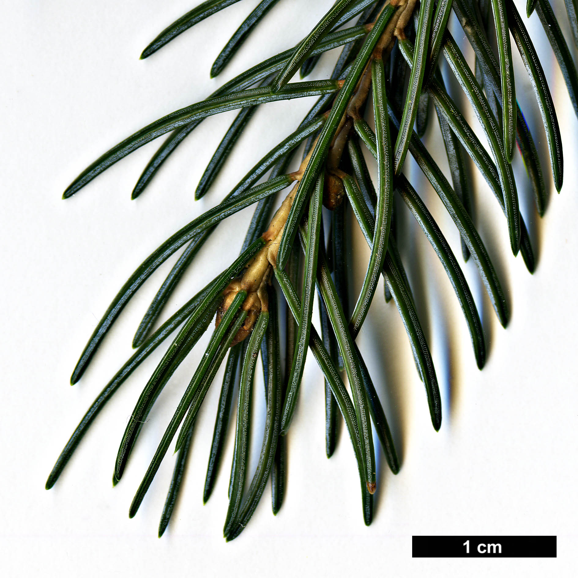 High resolution image: Family: Pinaceae - Genus: Picea - Taxon: alcoquiana - SpeciesSub: var. reflexa